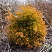 Thuja occidentalis Fire Chief