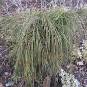 Thuja pl. Whipcord