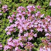 Thymus praecox Red Carpet image
