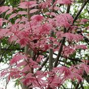 Toona sinensis image