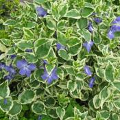 Vinca major Variegata