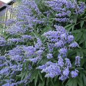Vitex agnus-castus latifolia image