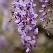 Wisteria sinensis Amethyst (Caroline)