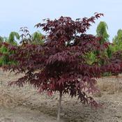 Acer palmatum Red Emperor image