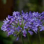 Agapanthus Starry Night image