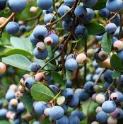 Blueberry Reka image