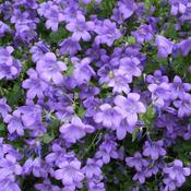 Campanula muralis (syn. C. portenschlagiana)