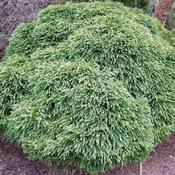 Cryptomeria japonica Elegans Nana image