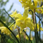Daffodil (Narcissi) Hawera