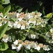 Hydrangea macrophylla Teller White image