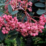 Sorbus hupehensis November Pink image