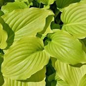 Hosta August Moon image