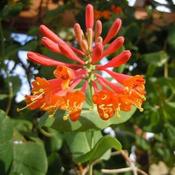 Lonicera brownii Dropmore Scarlet