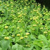 Phlomis russeliana