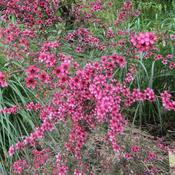 Leptospermum scoparium Kiwi