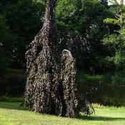 Fagus sylvatica Purple Fountain image