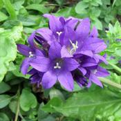 Campanula glomerata Superba image