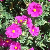 Cistus x pulverulentus Sunset