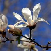 Magnolia x loebneri Merrill