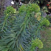 Euphorbia characias subsp. characias image