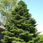 Abies koreana - Korean Fir