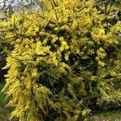 Acacia pravissima