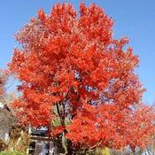 Acer rubrum Red Sunset