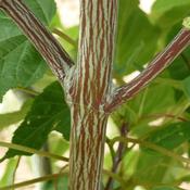 Acer davidii Viper