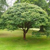 Acer griseum - Paperbark Maple image