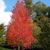 Acer rubrum - Canadian Maple image