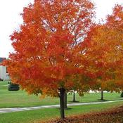 Acer saccharum - Sugar Maple image