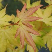 Acer palmatum Orange Dream