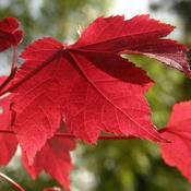 Acer rubrum October Glory