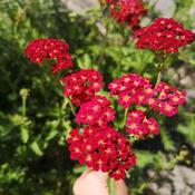 Achillea millefolium Red Velvet