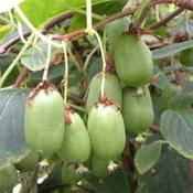 Kiwi - Actinidia arguta Issai - self fertile