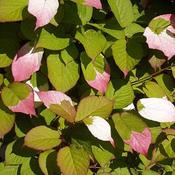 Actinidia kolomikta