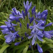 Agapanthus Brilliant Blue