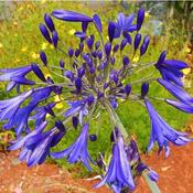 Agapanthus africanus - (Blue) - (syn. umbellatus)