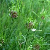 Allium vineale Hair