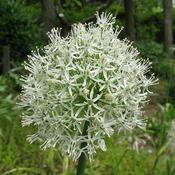 Allium stipitatum Mount Everest
