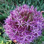 Allium Christophii
