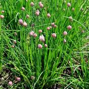 Chives - Allium schoenoprasum