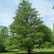 Alnus glutinosa - Common Alder