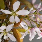 Amelanchier x grandiflora Robin Hill