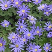 Anemone blanda Blue Shades