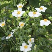 Anemone x Honorine Jobert