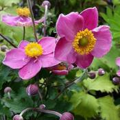 Anemone Fantasy Cinderella image