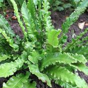 Asplenium scolopendrium Angustatum (syn. Angustifolia)