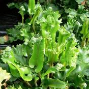 Asplenium scolopendrium Cristata (Cristatum)