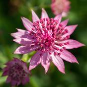 Astrantia Roma